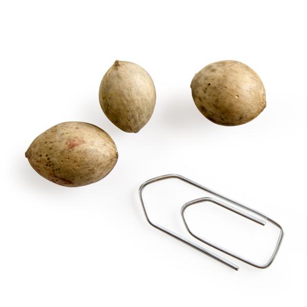 Radis et Capucine - Ginkgo Biloba à semer - MEDIA_EN_SITUATION_1